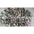 2,5-3cm getrockneter Deform K Shiitake Pilz